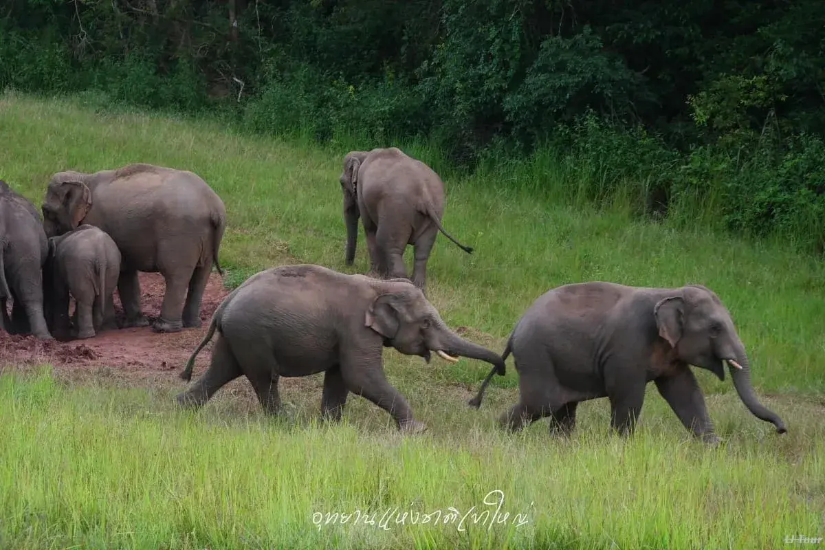 Photos & Selfie at Khao Yai - Image 1