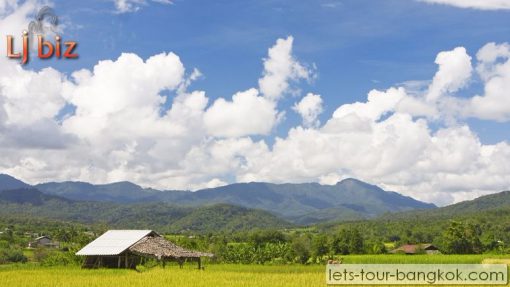 Chiang rai rice field mountain