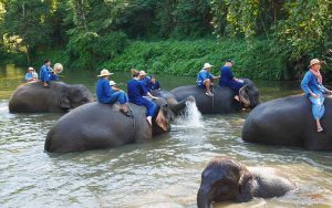 Elephant bathing on the river