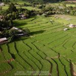 Room at Muang kong rice field